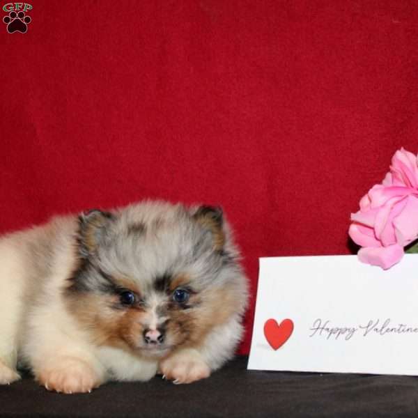 Valentino, Pomeranian Puppy